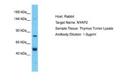NYAP2 Rabbit anti-Human, Polyclonal, Novus Biologicals 0.1 mL | Buy Online | Novus Biologicals | Fisher Scientific